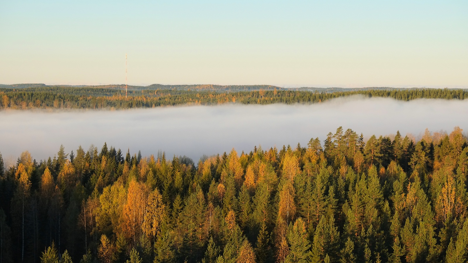 Picture of forest and fog by the Hyytiälä Research station (Hyytiälä Forestry Field Station).