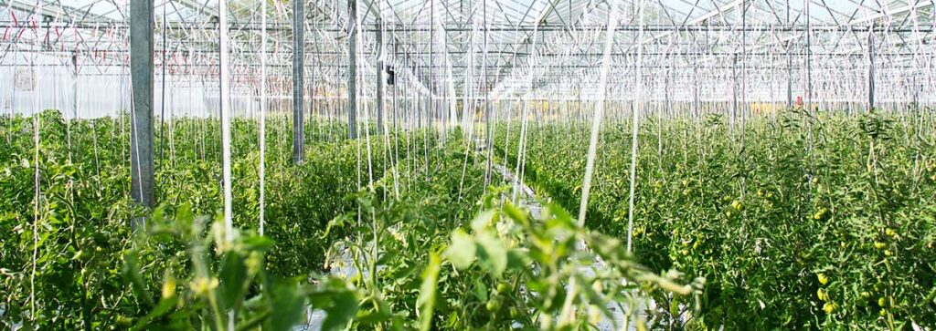 Suuri kasvihuone, jossa kasvaa tomaatteja. Kasvihuonekasvatuksessakin tarvitaan lannoitteita.